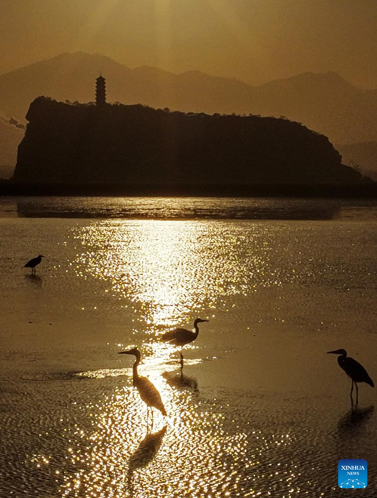 Migrant birds seen at Poyang Lake in Hukou County, China's Jiangxi