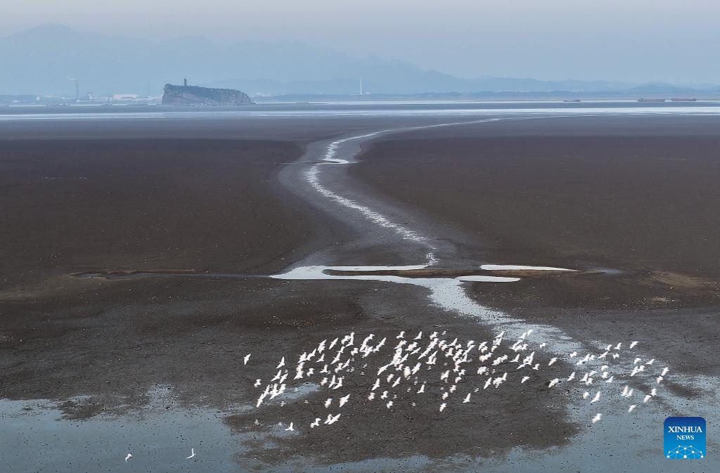 Migrant birds seen at Poyang Lake in Hukou County, China's Jiangxi