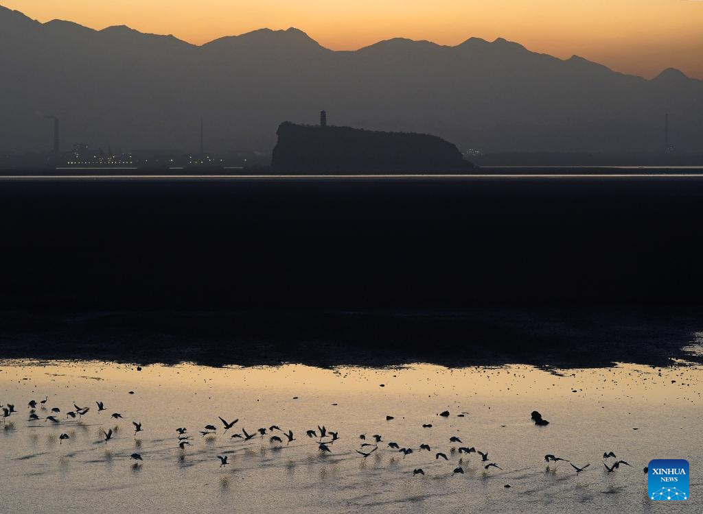 Migrant birds seen at Poyang Lake in Hukou County, China's Jiangxi