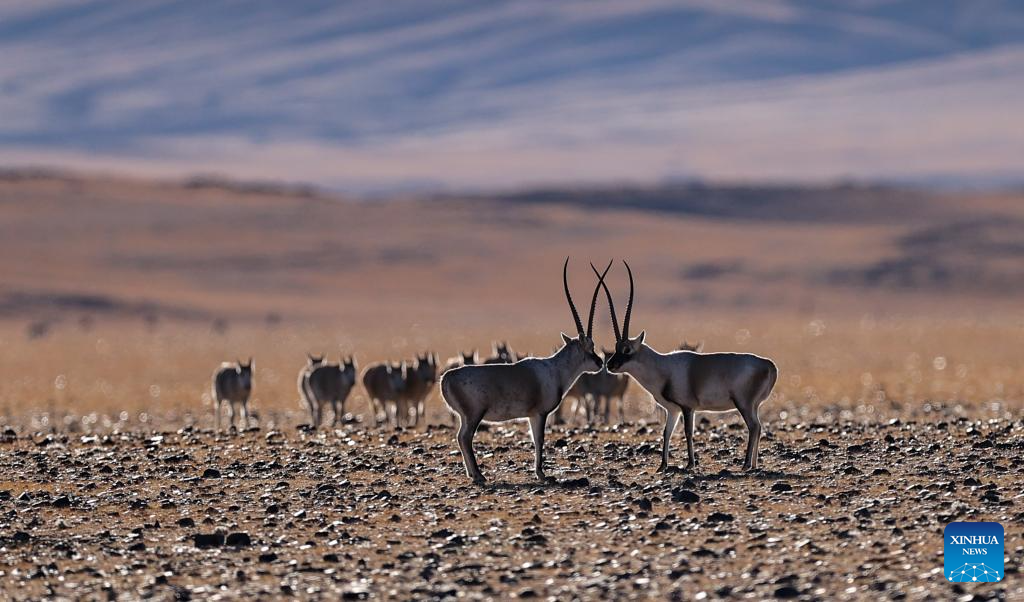 Tibetan antelopes in China's Xizang enter mating season