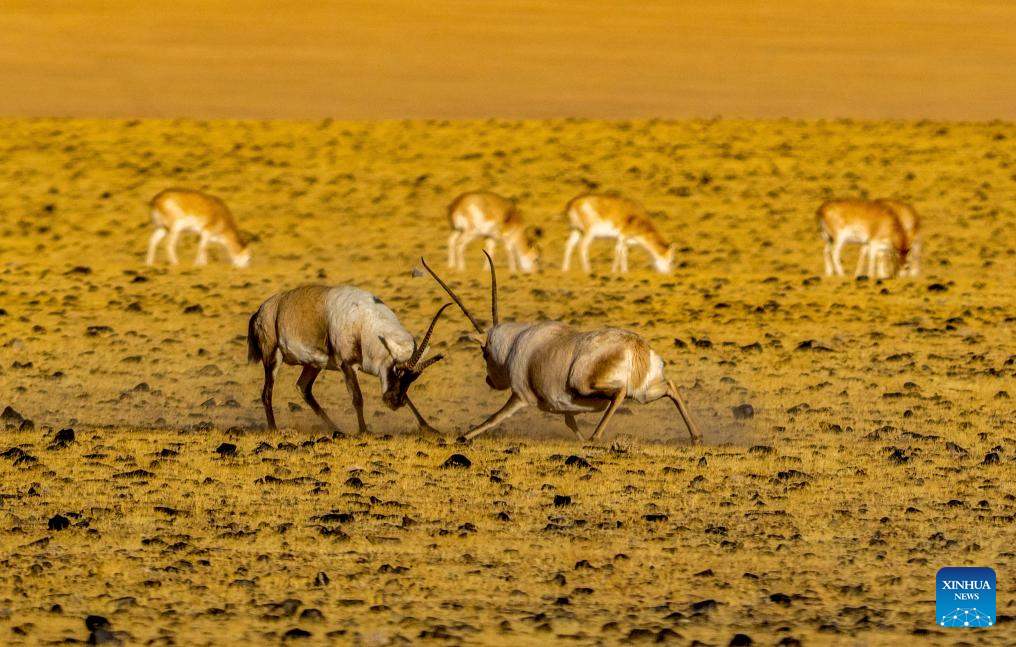 Tibetan antelopes in China's Xizang enter mating season