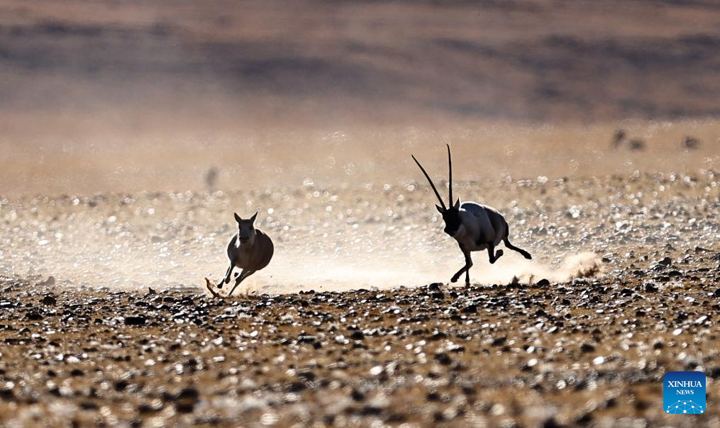 Tibetan antelopes in China's Xizang enter mating season