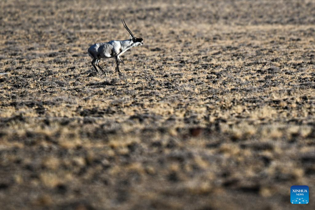 Tibetan antelopes in China's Xizang enter mating season