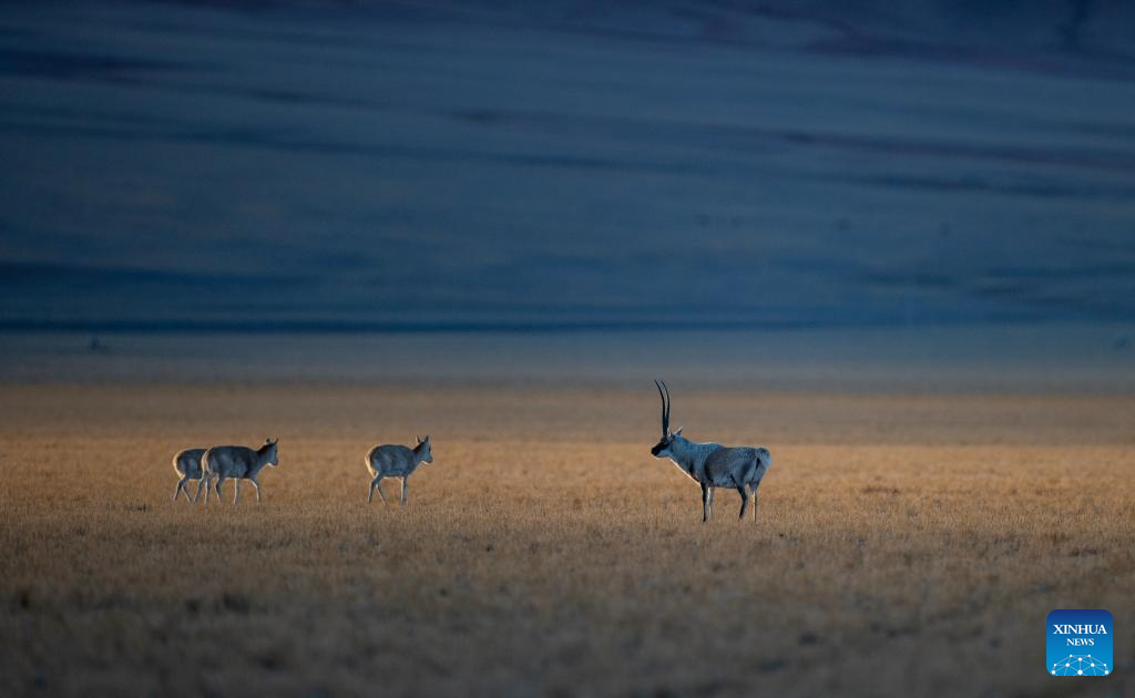 Tibetan antelopes in China's Xizang enter mating season