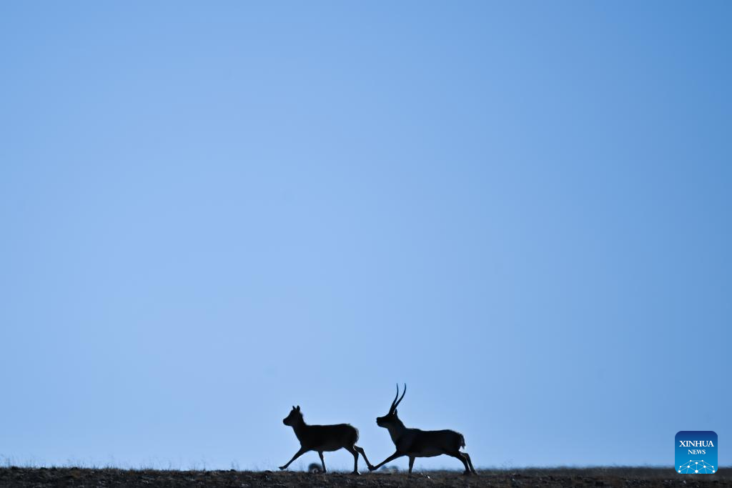 Tibetan antelopes in China's Xizang enter mating season