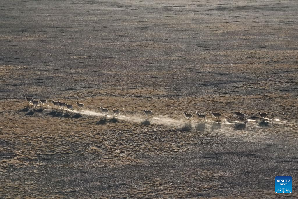 Tibetan antelopes in China's Xizang enter mating season