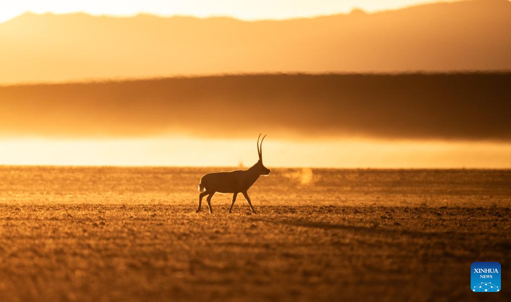 Tibetan antelopes in China's Xizang enter mating season