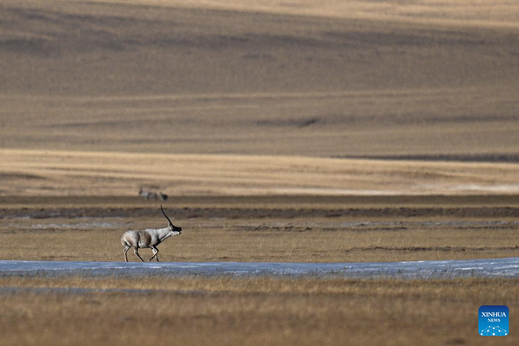 Tibetan antelopes in China's Xizang enter mating season