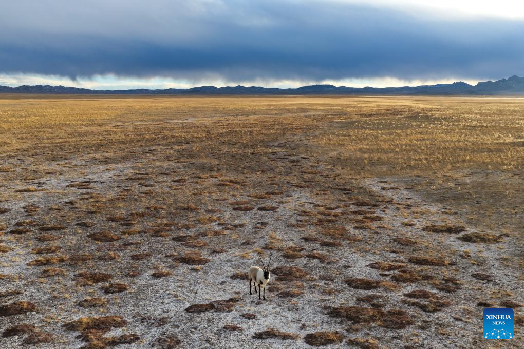 Tibetan antelopes in China's Xizang enter mating season