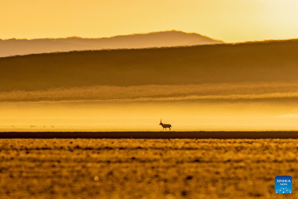 Tibetan antelopes in China's Xizang enter mating season