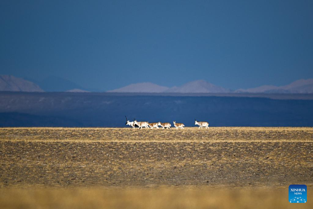 Tibetan antelopes in China's Xizang enter mating season