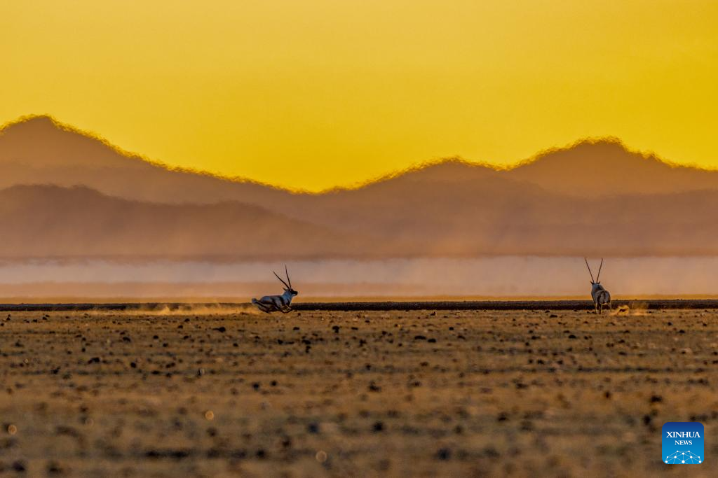 Tibetan antelopes in China's Xizang enter mating season