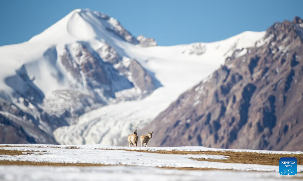 Tibetan antelopes in China's Xizang enter mating season