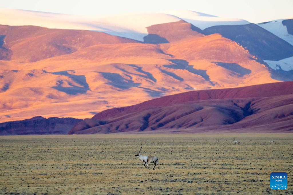 Tibetan antelopes in China's Xizang enter mating season