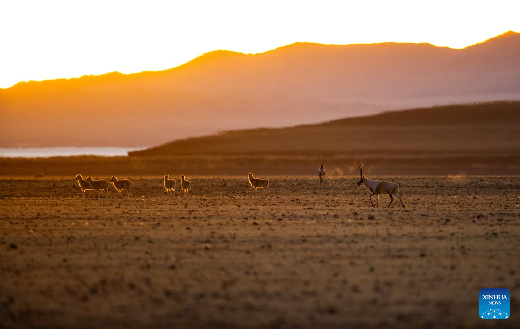 Tibetan antelopes in China's Xizang enter mating season