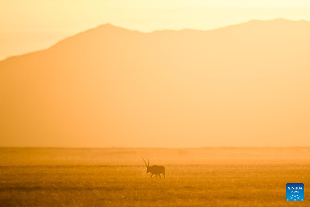 Tibetan antelopes in China's Xizang enter mating season