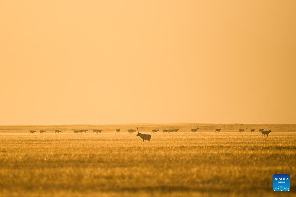 Tibetan antelopes in China's Xizang enter mating season