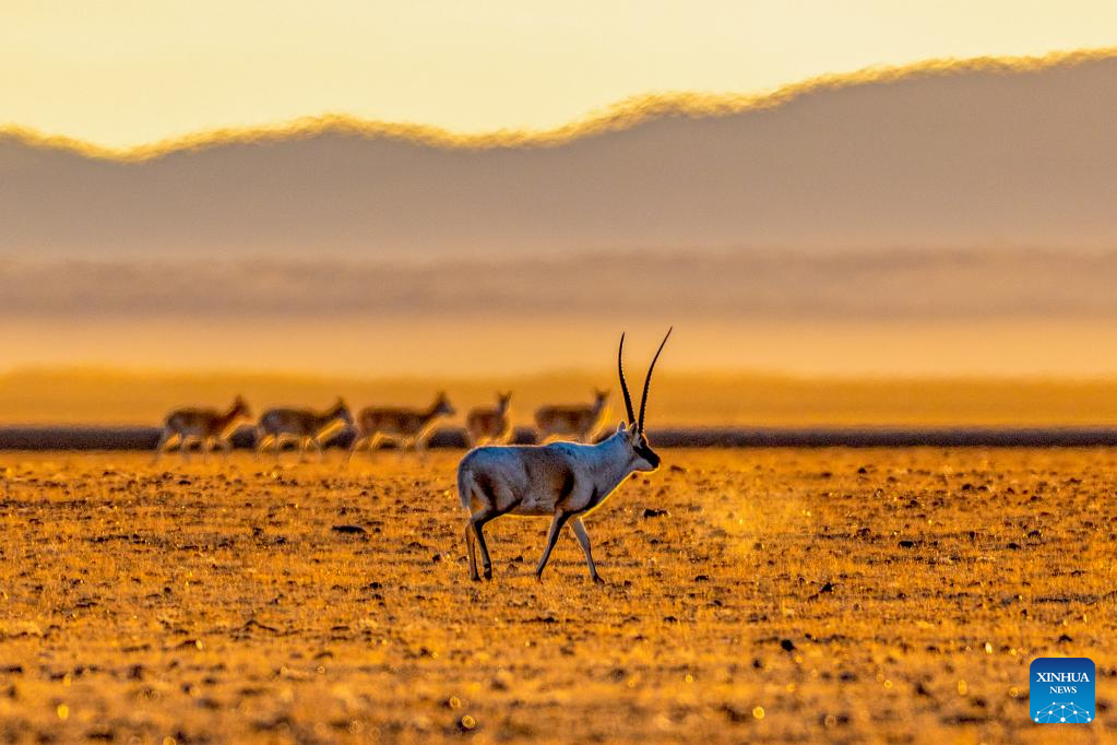 Tibetan antelopes in China's Xizang enter mating season