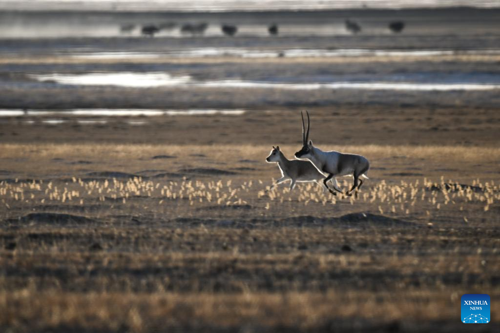 Tibetan antelopes in China's Xizang enter mating season
