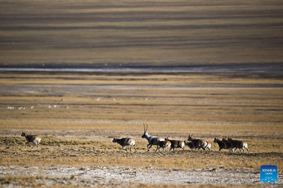 Tibetan antelopes in China's Xizang enter mating season