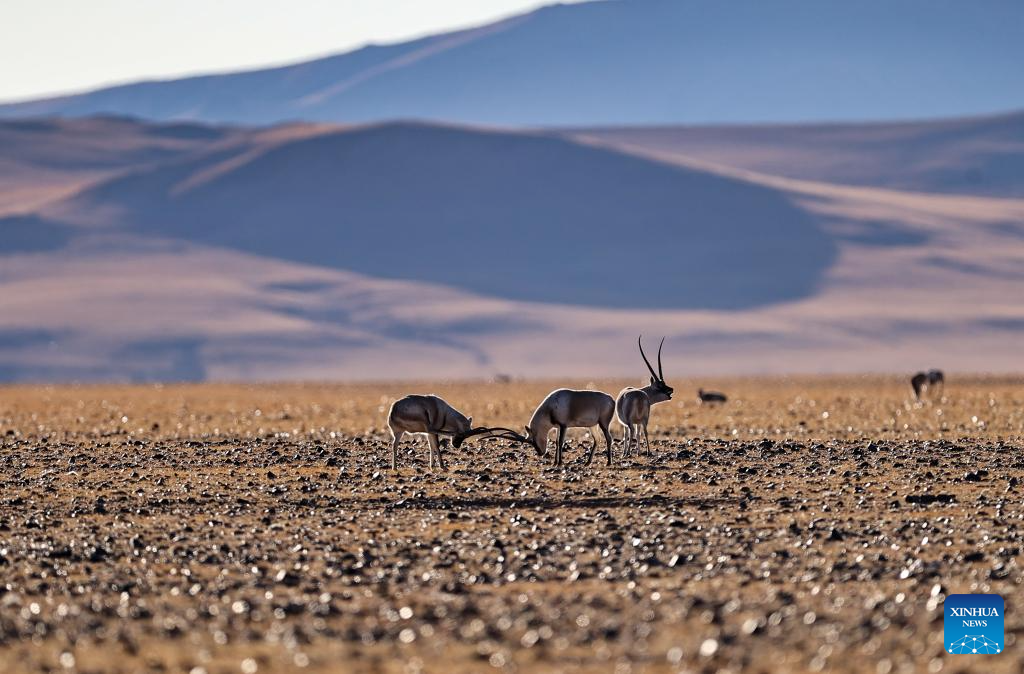Tibetan antelopes in China's Xizang enter mating season
