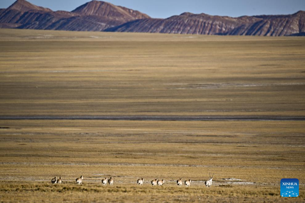 Tibetan antelopes in China's Xizang enter mating season