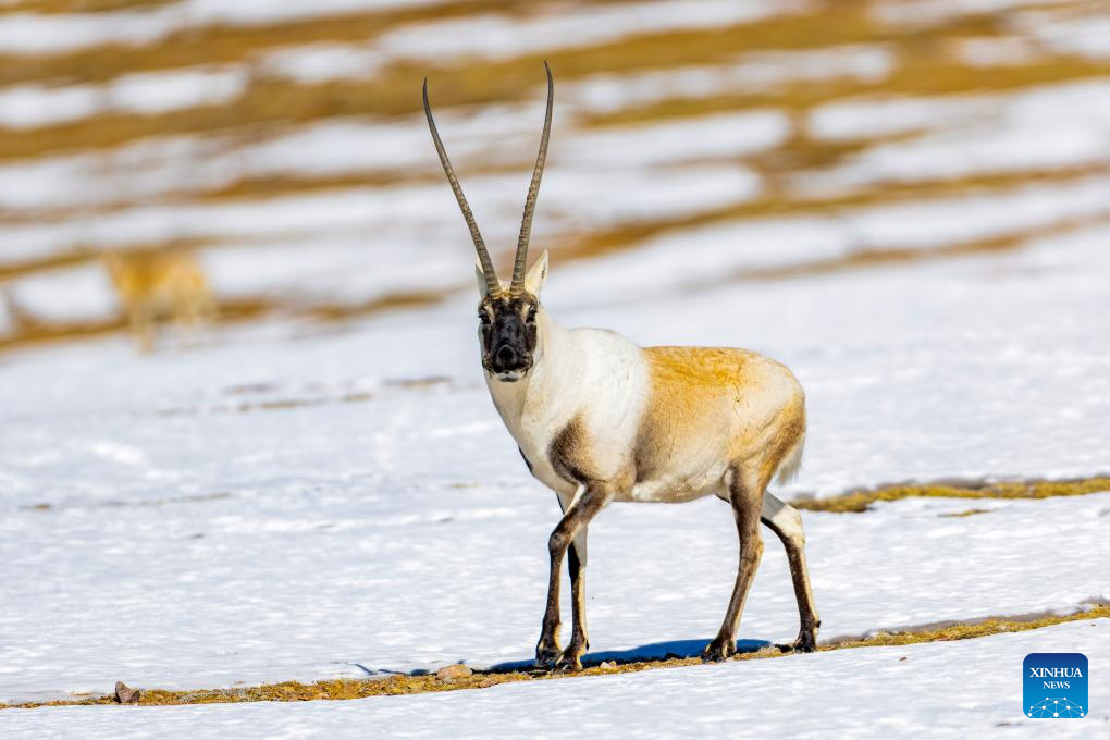 Tibetan antelopes in China's Xizang enter mating season