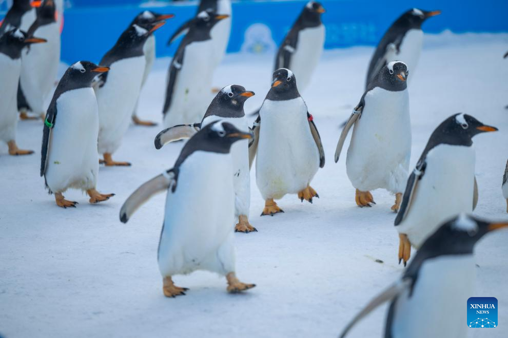 Penguin parade event held at Harbin Polarland in China's Heilongjiang