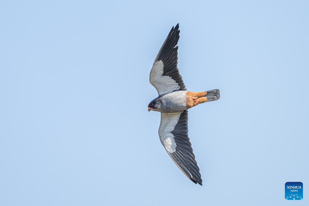 Feature: Lost at sea, found in Africa: a red-footed falcon's legendary flight from China