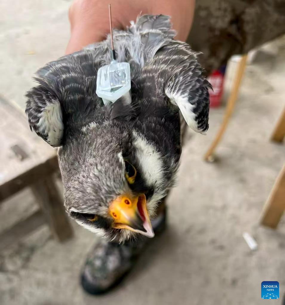 Feature: Lost at sea, found in Africa: a red-footed falcon's legendary flight from China