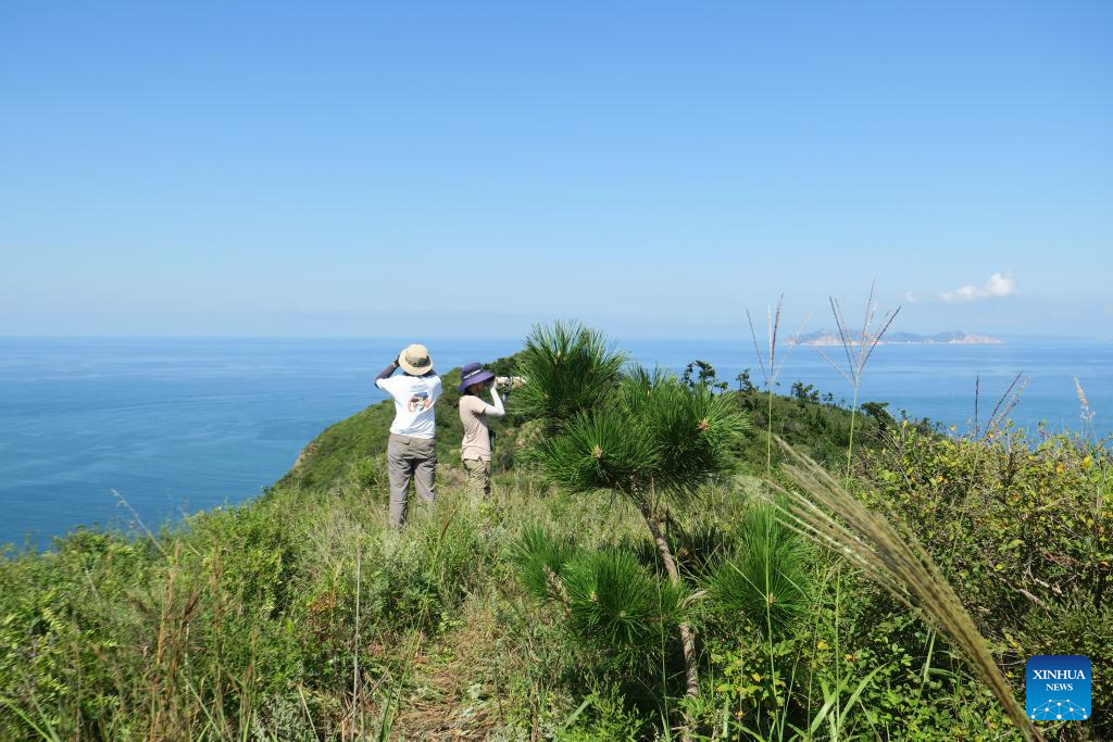 Feature: Lost at sea, found in Africa: a red-footed falcon's legendary flight from China