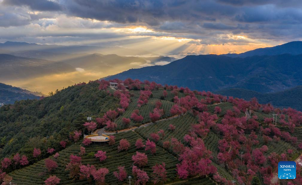 In pics: winter cherry blossoms at Wuliang Mountain of China's Yunnan