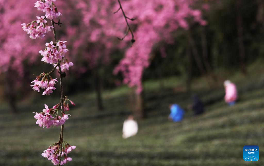 In pics: winter cherry blossoms at Wuliang Mountain of China's Yunnan