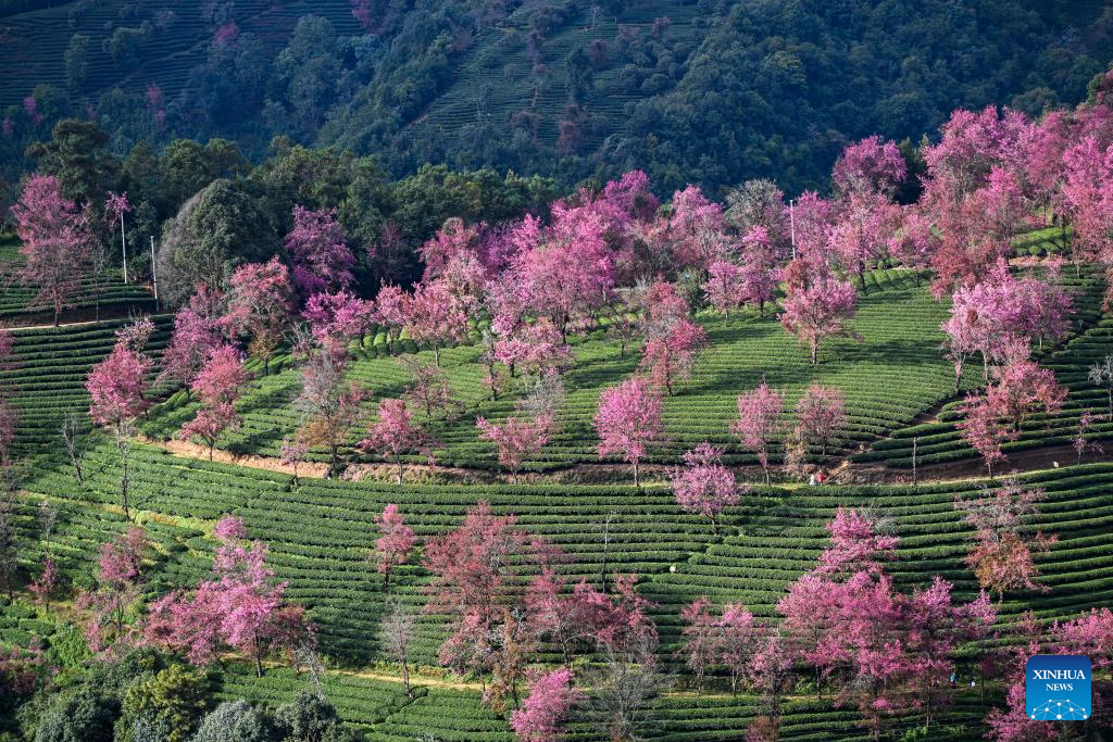 In pics: winter cherry blossoms at Wuliang Mountain of China's Yunnan