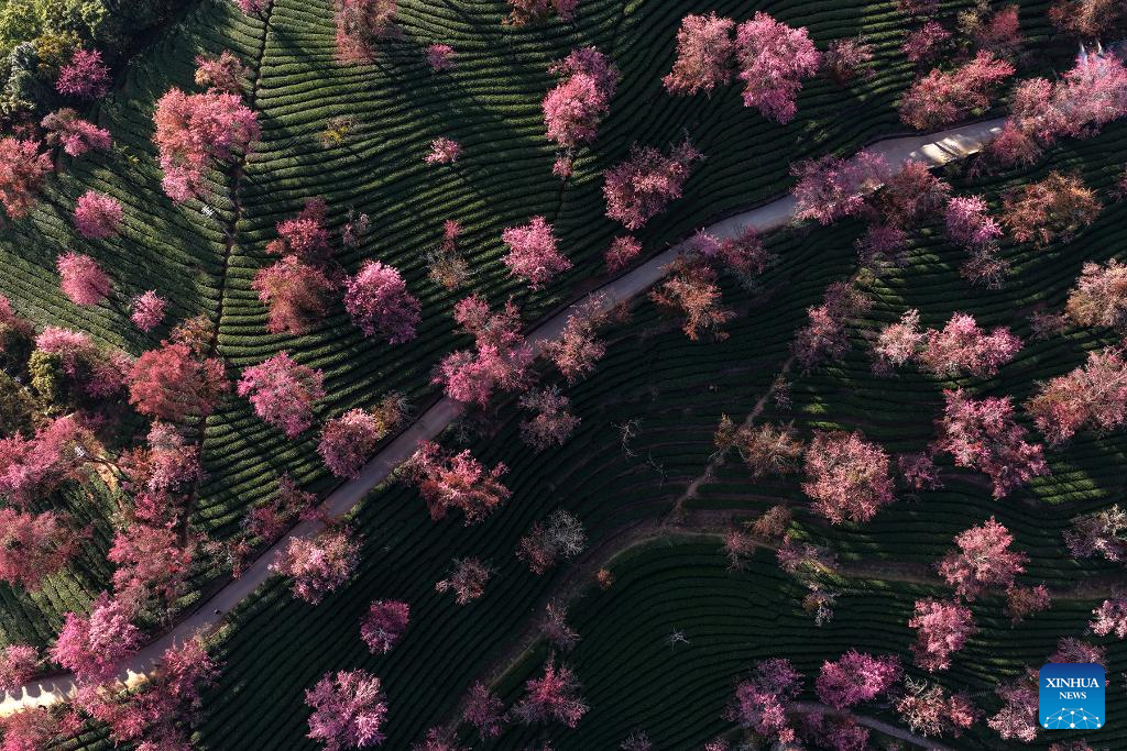 In pics: winter cherry blossoms at Wuliang Mountain of China's Yunnan