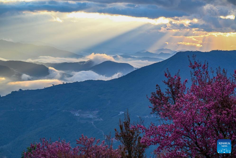 In pics: winter cherry blossoms at Wuliang Mountain of China's Yunnan