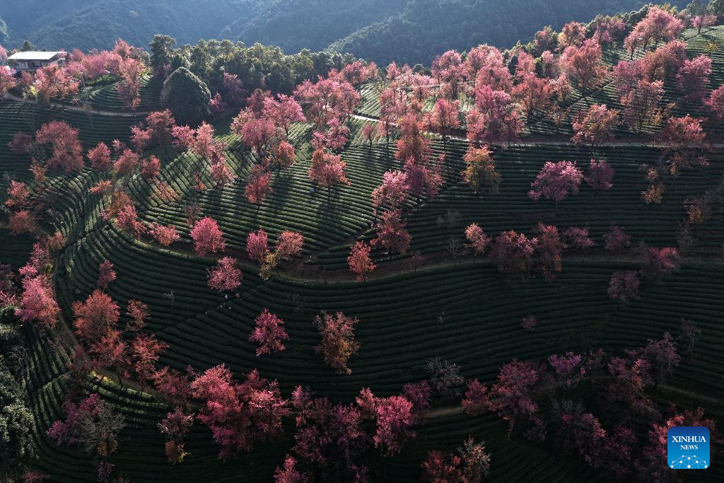 In pics: winter cherry blossoms at Wuliang Mountain of China's Yunnan