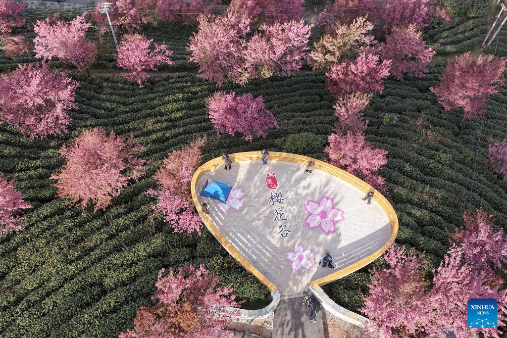 In pics: winter cherry blossoms at Wuliang Mountain of China's Yunnan