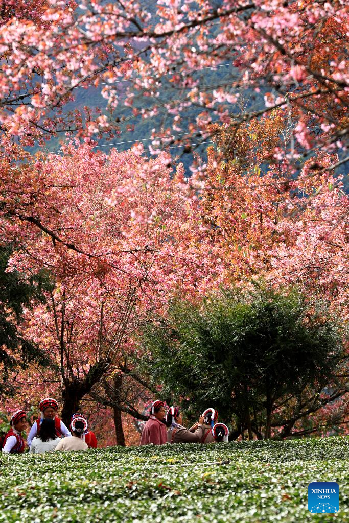 In pics: winter cherry blossoms at Wuliang Mountain of China's Yunnan