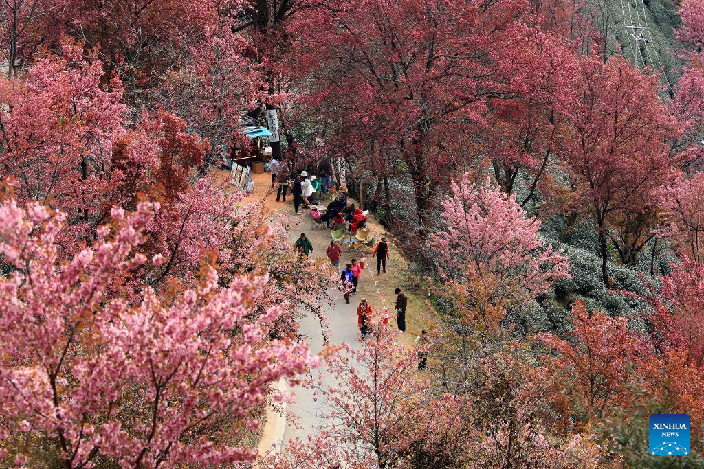 In pics: winter cherry blossoms at Wuliang Mountain of China's Yunnan