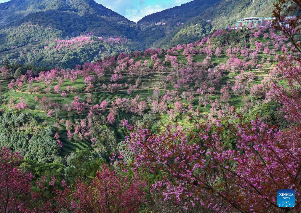 In pics: winter cherry blossoms at Wuliang Mountain of China's Yunnan