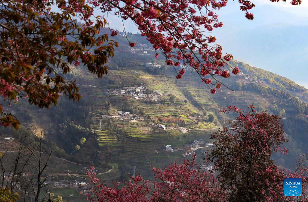 In pics: winter cherry blossoms at Wuliang Mountain of China's Yunnan