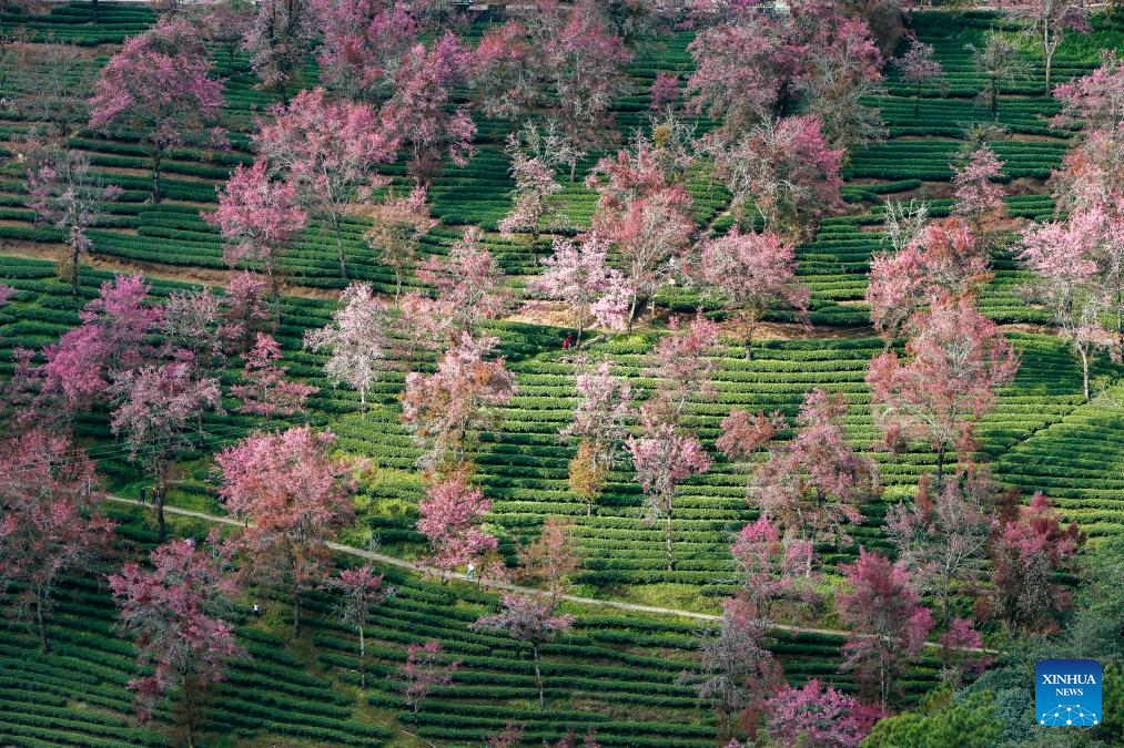 In pics: winter cherry blossoms at Wuliang Mountain of China's Yunnan