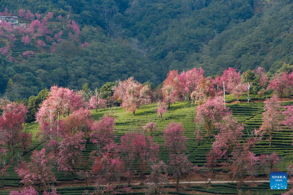 In pics: winter cherry blossoms at Wuliang Mountain of China's Yunnan