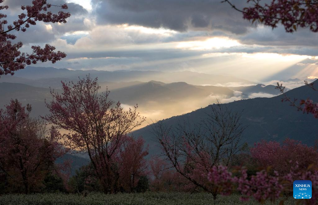In pics: winter cherry blossoms at Wuliang Mountain of China's Yunnan