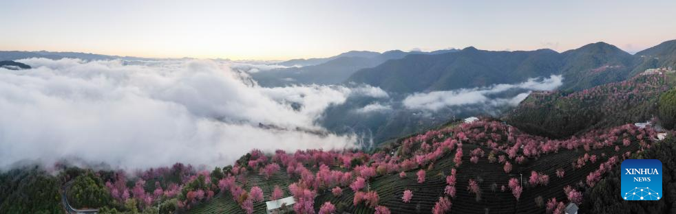 In pics: winter cherry blossoms at Wuliang Mountain of China's Yunnan