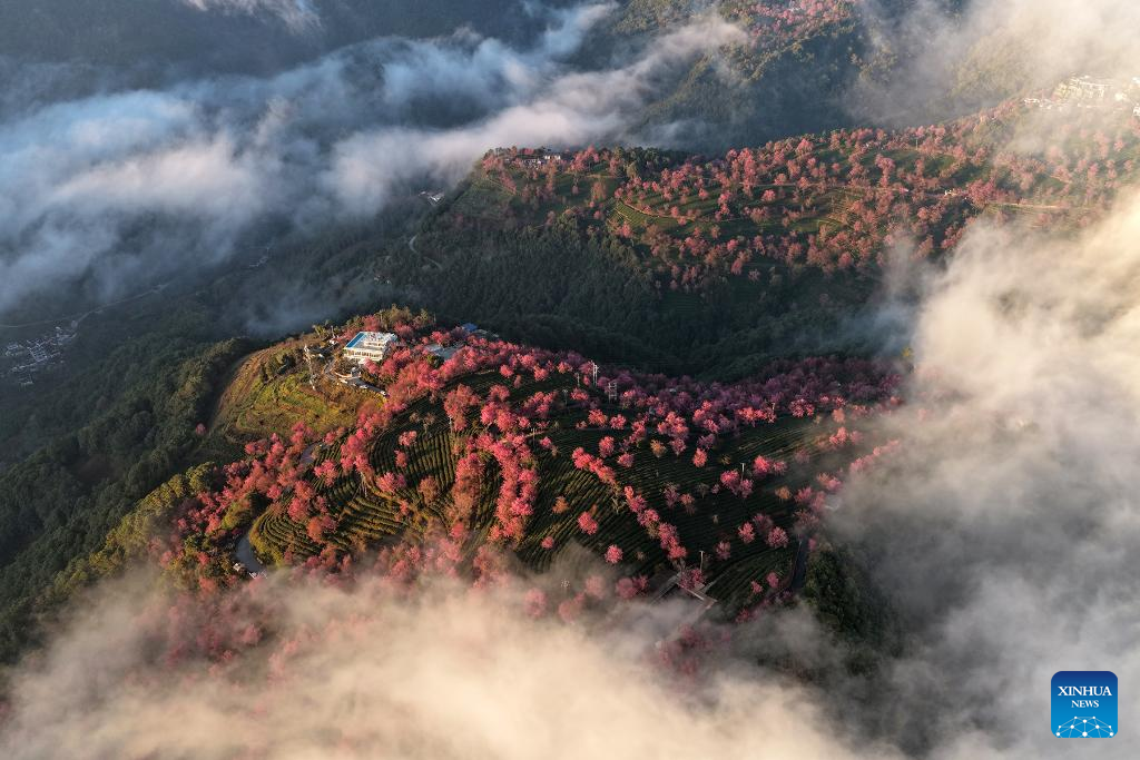 In pics: winter cherry blossoms at Wuliang Mountain of China's Yunnan