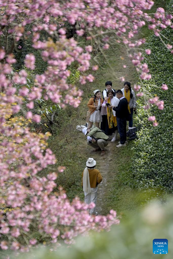 In pics: winter cherry blossoms at Wuliang Mountain of China's Yunnan