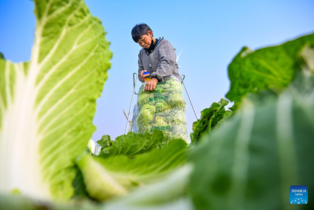 Farmers across China busy with field work on Minor Cold