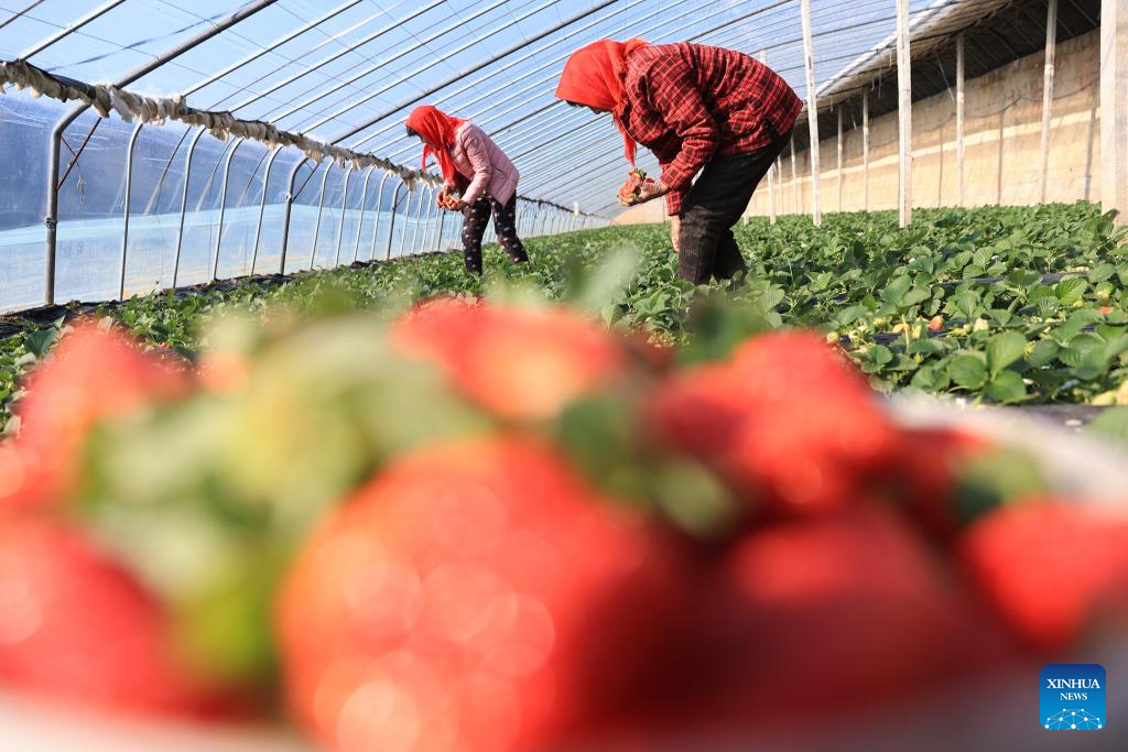 Farmers across China busy with field work on Minor Cold